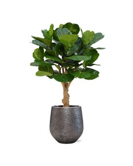 Lyrata Deluxe artificiel 125 cm sur tronc