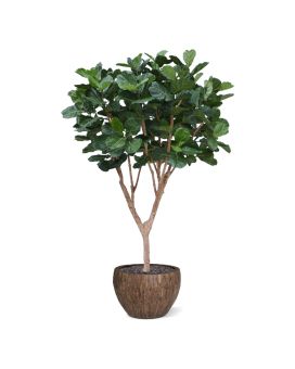 Arbre de Ficus Lyrata XL Deluxe 300cm