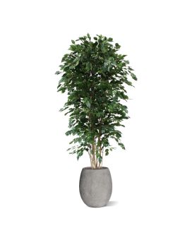 Ficus Exotica Deluxe arbre artificielle de 210 cm vert