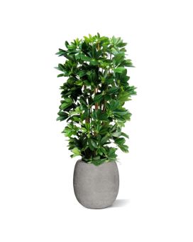 Schefflera Plante Artificielle Colom de 120CM