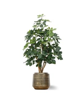 Schefflera Exotica Plante Artificielle 120 cm