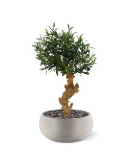 Olivier Bonsai artificiel de 60cm