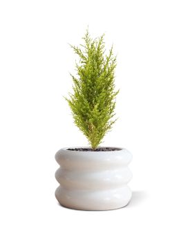 Plante Artificielle de Conifère 56 cm (vert-jaune)