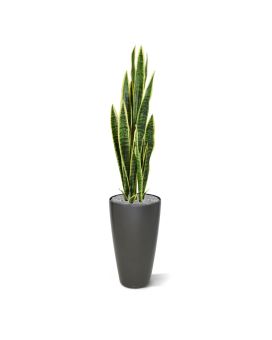 Sanseveria artificiel varigué 110cm en pot