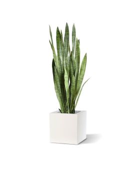 Sanseveria artificiel Vert 130cm en pot