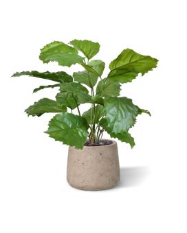 Tetrastigma plante artificielle 40 cm