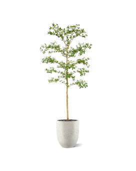Bucida Buceras Artificiel 210cm NT Vert