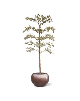 Bucida Buceras Artificiel 210cm NT Variegé