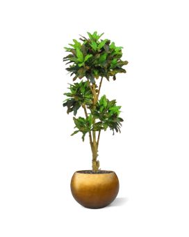Croton Arbre deluxe artificielle de 175 cm