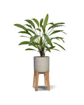 Calathea 75cm Plante artificielle verte
