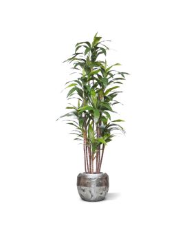 Plante artificielle Draceana Fragrans Deluxe 210cm