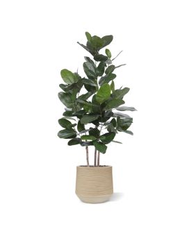 Ficus Audrey plante artificielle 160 cm