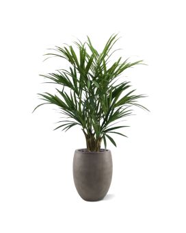 Kentia Palmier Artificielle XL deluxe 140 cm