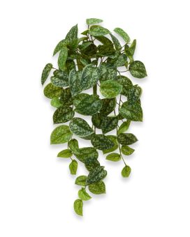 Scindapsus Pictus chute artificielle de 60 cm