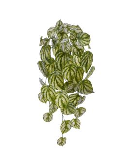 Pendentif d'art Peperomia Gold Dust 65cm