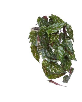 Begonia Rex plante artificielle vert rouge 40cm