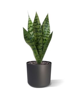 Bouquet de Sanseveria 40 cm vert