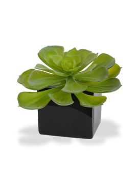 Plante artificielle d’Echeveria Setosa artificiel