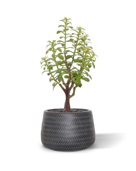 Crassula Bonsaï artificiel de 40 cm gris