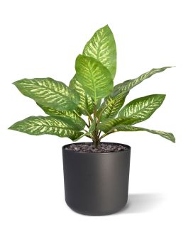 Dieffenbachia Zebra  Plante Artificielle 25 cm