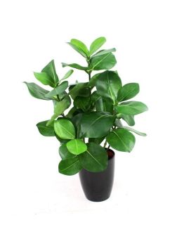 Clusia plante artificiel 40cm
