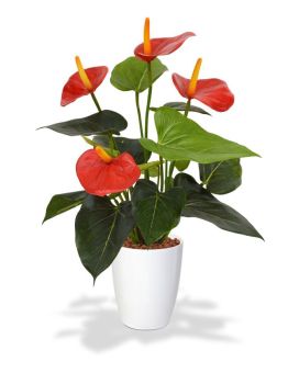 Plante d'Anthurium Artificiel 40 cm rouge en pot 10 cm