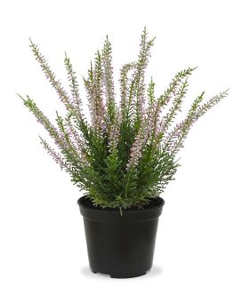 Plante Artificielle de bruyère de 25cm rose en pot