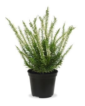 Plante de bruyère artificiel de 25 cm creme en pot