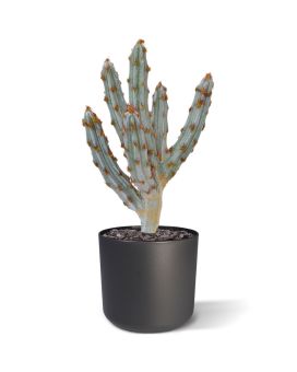 Cactus Tetragonus plante artificielle 35 cm brun