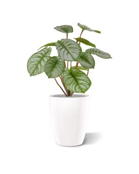Pepperomia plante artificielle RT de 25 cm