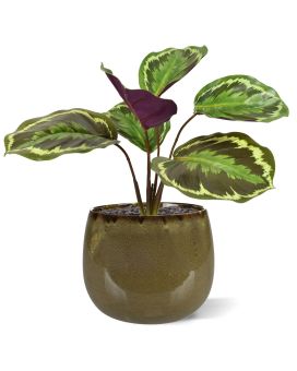 Calathea Ornata Plante artificielle de 25 cm