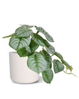 Peperomia Plante Artificielle artificiel HRT de 20 cm