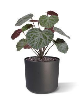 Plante Artificielle de Saxifraga vert/rouge 25cm