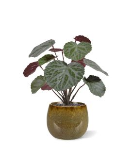 Plante artificielle Saxifraga vert/rouge 25cm en pot de 10cm