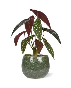 Bégonia Maculata plante artificielle de 35cm
