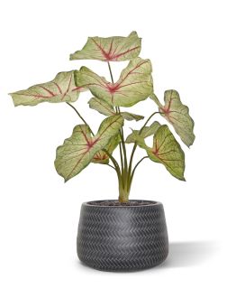 Plante Artificielle reine blanche caladium 40cm