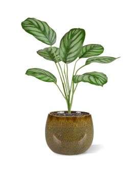 Plante artificiel de Calathea Maranta 30cm