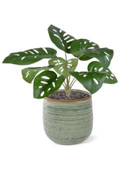 Monstera Adonsonii Plante Artificielle de 30cm