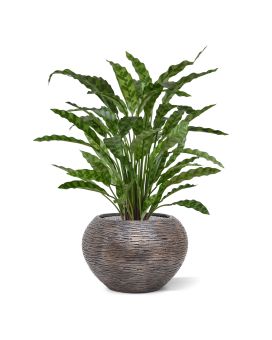 Plante Artificielle Calathea Leopardina 60cm