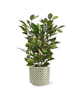 Ficus Natacha Plante Artificielle 40cm