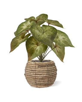 Syngonium Podophyllum Plante Artificielle 28cm