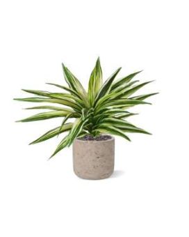 Plante Artificielle Draceana Fourrure 30cm