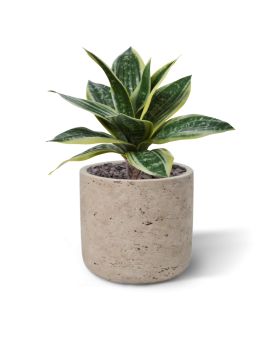 Sanseveria Plante artificielle 25cm
