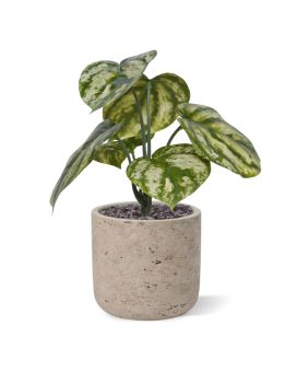 Peperomia Gold Dust plante artificielle 20cm