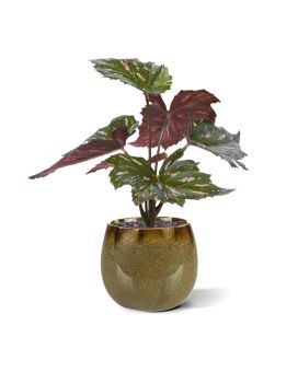 Begonia Rex plante artificielle vert rouge 20cm