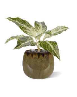 Dieffenbachia Vesuvius plante artificielle 35cm