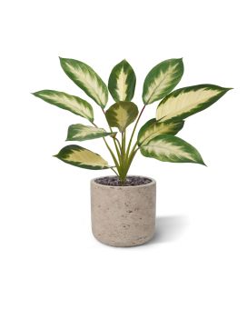 Dieffenbachia Camilla plante artificielle 50cm