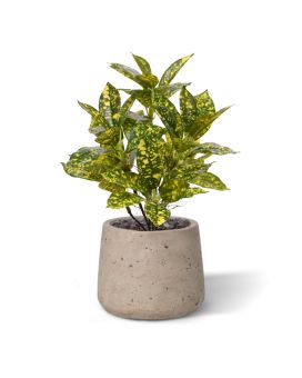 Plante artificielle Acuba Japonica 35cm
