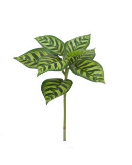 Plante Calathea Makoyana Artificielle 25cm Variegata