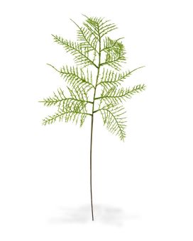 Branche d’ Asperges 55 cm